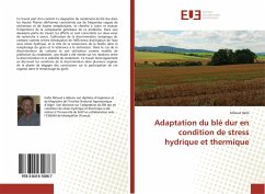 Adaptation du blé dur en condition de stress hydrique et thermique - Hafsi, Miloud