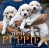 The Dogist Puppies - Bild 1