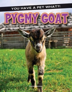 Pygmy Goat - Kenney