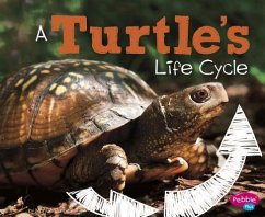 A Turtle's Life Cycle - Dunn, Mary R