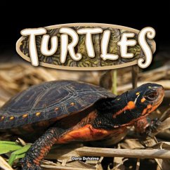 Turtles - Duhaime