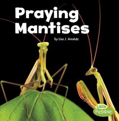 Praying Mantises - Amstutz, Lisa J.