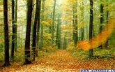 Il Bosco D'autunno (eBook, PDF)