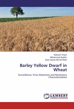 Barley Yellow Dwarf in Wheat