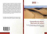 Camomille du sahara, Matricaire du sahara