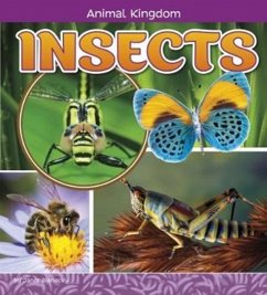 Insects - Riehecky, Janet