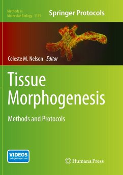 Tissue Morphogenesis