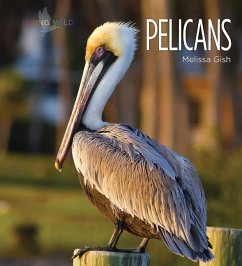 Pelicans - Gish, Melissa