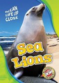 Sea Lions