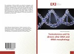 Testosterone and its dimers alter DNA and tRNA morphology