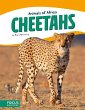 Cheetahs - Bild 1