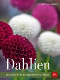 Dahlien