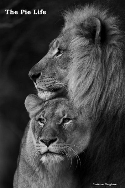 The Pie Life (eBook, ePUB) The Pie Life (eBook, ePUB)