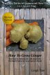 How To Grow Ginger: How To Grow,... - Bild 1