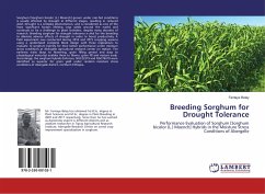 Breeding Sorghum for Drought Tolerance