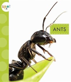 Ants - Black, Nessa