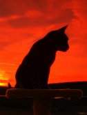 Tagebuch einer Katze (eBook, ePUB)