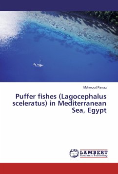 Puffer fishes (Lagocephalus sceleratus) in Mediterranean Sea, Egypt