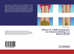 Effects of a BMP Antagonist on Fracture Healing in a Mouse Model