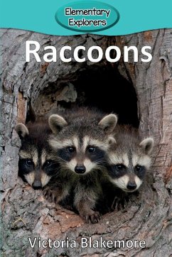 Raccoons - Blakemore, Victoria