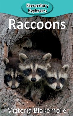 Raccoons - Blakemore, Victoria