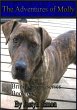 The Adventures of Molly (Brindle story,... - Bild 1