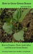 How to Grow Green Beans (Growing... - Bild 1