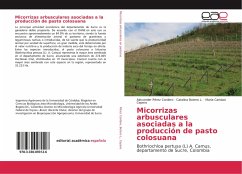 Micorrizas arbusculares asociadas a la producción de pasto colosuana