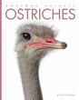 Ostriches - Bild 1
