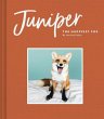 Juniper: The Happiest Fox - Bild 1