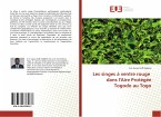 Les singes à ventre rouge dans l'Aire Protégée Togodo au Togo