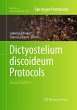 Dictyostelium discoideum Protocols - Bild 1