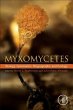 Myxomycetes - Bild 1