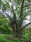 The Old Oak Tree (eBook, ePUB)