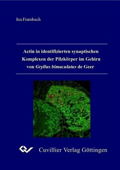 Actin in identifizierten synaptischen Komplexen der Pilzkörper im Gehirn von Gryllus bimaculatus de Geer (eBook, PDF)