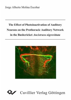 Cover The Effect of Photoinactivation of Auditory Neurons on the Prothoracic Auditory Network in the Bushcricket Ancistrura nigrovittata (eBook, PDF)