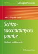Schizosaccharomyces pombe - Bild 1