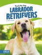 Labrador Retrievers - Bild 1