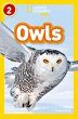 Owls - Bild 1