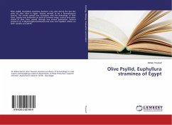 Olive Psyllid, Euphyllura straminea of Egypt - Youssef, Abbas