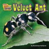 Velvet Ant