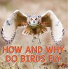 How and Why Do Birds Fly (eBook, ePUB) - Bild 1