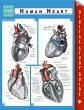 Human Heart (Speedy Study Guides)... - Bild 1