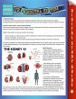 Urogenital System (Speedy Study Guides)... - Bild 1