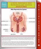 Lower Abdomen And Reproductive System Anatomy (Speedy Study Guide) (eBook, ePUB)