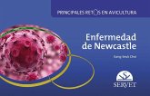 Enfermedad de Newcastle. Principales Retos En Avicultura