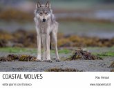 Coastal Wolves. Sette giorni con il branco (eBook, ePUB)