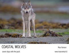 Coastal Wolves. Seven days with the pack (eBook, ePUB) - Venturi, Max