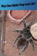 What Does Spider Poop Look Like?... - Bild 1