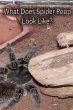 What Does Spider Poop Look Like? - Bild 1